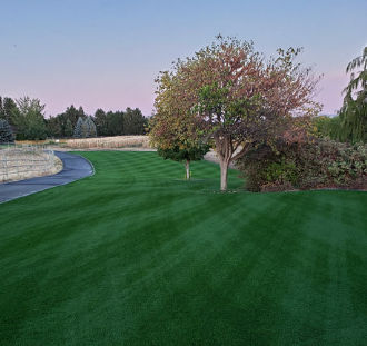 草坪种子 - Perennial Ryegrass CARLEVE - SEED SERVICE s.r.o.