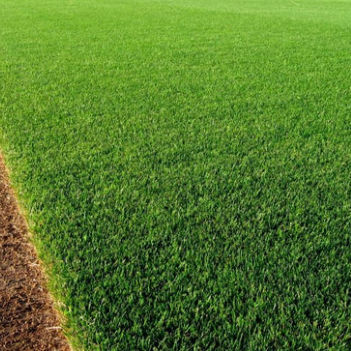 草坪种子 - Perennial Ryegrass LAUDON - SEED SERVICE s.r.o.