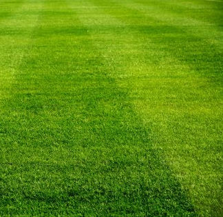 草坪种子 - Perennial Ryegrass TRENCK - SEED SERVICE s.r.o.