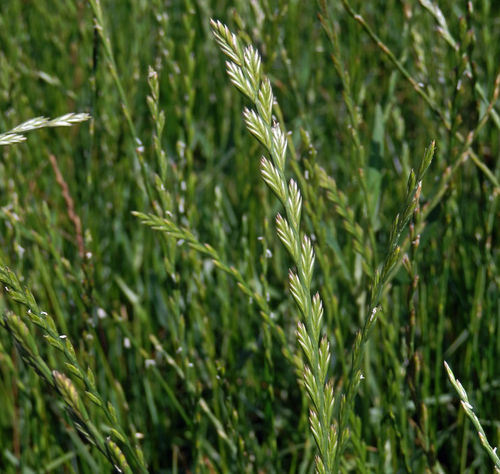 草坪种子 - Perennial Ryegrass ECOLOGIC - SEED SERVICE s.r.o.