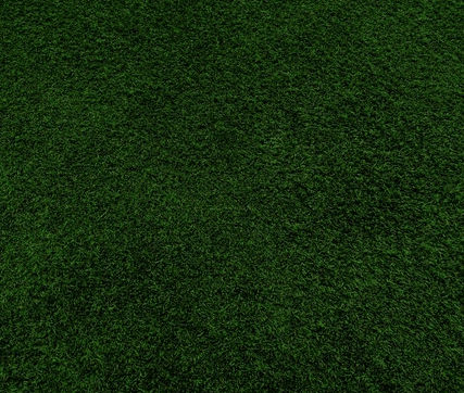 草坪种子 - Chewings Fescue CALAPOOIA - SEED SERVICE s.r.o.