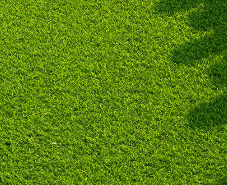 草坪种子 - Strong Creeping Fescue QUINTET - SEED SERVICE s.r.o.