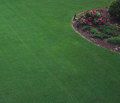 草坪种子 - Strong Creeping Fescue KENT - SEED SERVICE s.r.o.