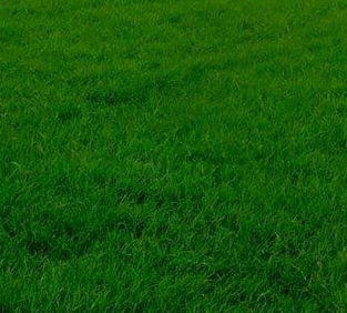 草坪种子 - Hard Fescue SHAUN - SEED SERVICE s.r.o.