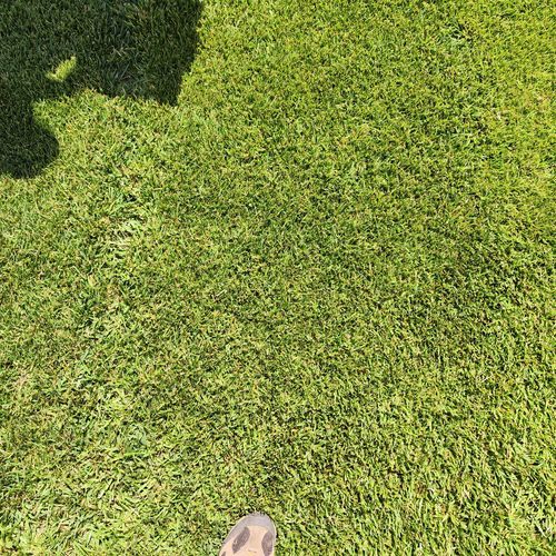 草坪种子 - Festuca arundinacea KARAKUM - SEED SERVICE s.r.o.