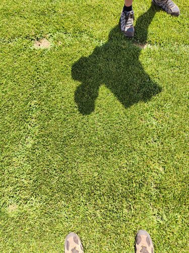 草坪种子 - Festuca arundinacea ATACAMA - SEED SERVICE s.r.o.