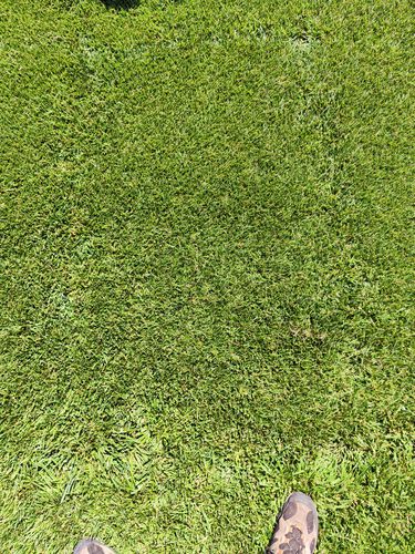 草坪种子 - Festuca Arundinacea Sitka - SEED SERVICE s.r.o.