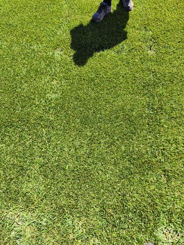 草坪种子 - Festuca arundinacea PICABU - SEED SERVICE s.r.o.