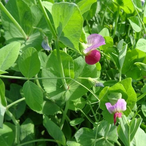 饲料蛋白豌豆种子 - ARKTA - SEED SERVICE s.r.o. - 早熟 / 冬季