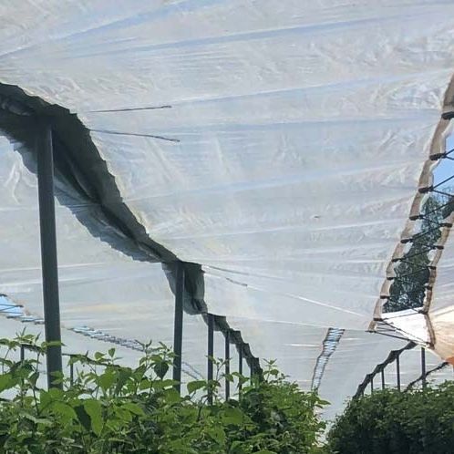 温室防护罩 - GLAESERgrow - HDPE / 防紫外线 / 防风雨