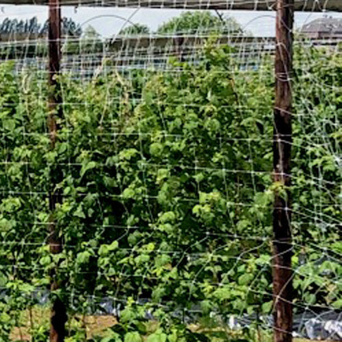 植物支撑网 - GLAESERgrow - HDPE / 农作物
