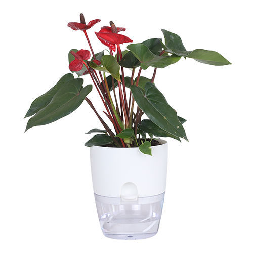 水文化花盆 - JANA - Resyx GmbH - Litrax - 塑料 / 圆形