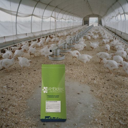 动物饲料补充剂 - Micoxcocci - AMBiotec - 家禽 / 肉鸡 / 矿物质