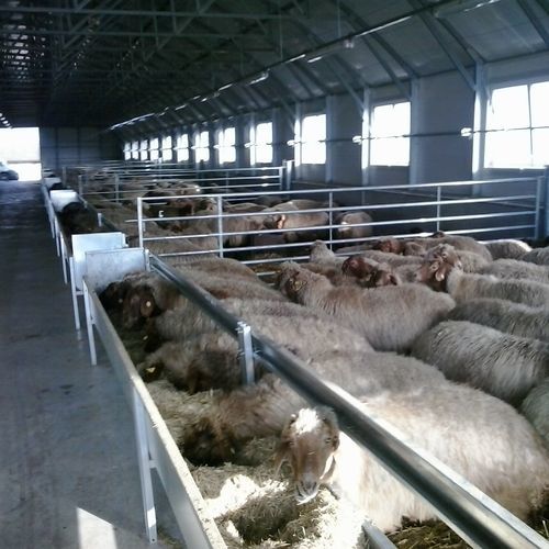 绵羊食槽 - INDB13, 33000 - AHI - FARM CAMARA - 不锈钢 / 多入口 / 用于室内