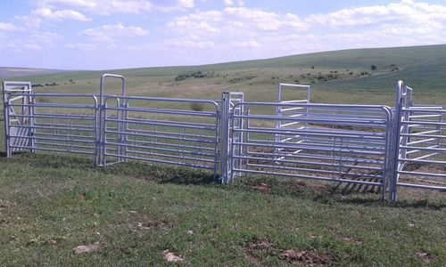 牛保定架 - SORA16 9000 - AHI - FARM CAMARA - 坚固 / 兽用 / 分拣