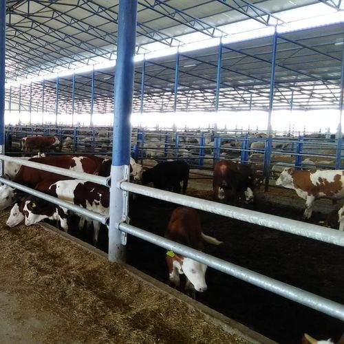 牛颈枷 - FEEPSM - AHI - FARM CAMARA - 自锁 / 可调节 / 管状