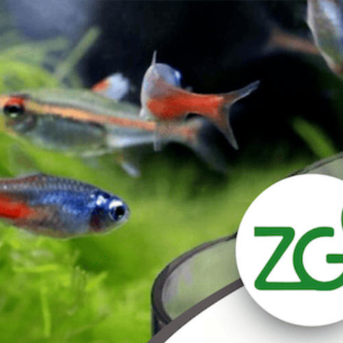 鱼饲料添加剂 - Zeofish - Green Zeolite Company - 干式