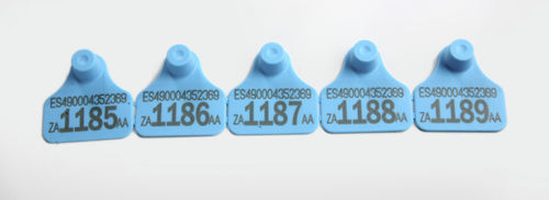 绵羊耳标 - 8101 - Cardil Productos