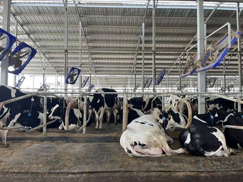 橡胶牛床垫 - Cow Waterbed - Nanjing Bonzer Rubber & Plastic Co., Ltd. - 水床 / 牛的舒适度 / 奶牛场