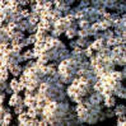 多年生花卉植物 - SCHNEEKISSEN - BOWECO VOF - 白色 / 盆栽 / 用于花园