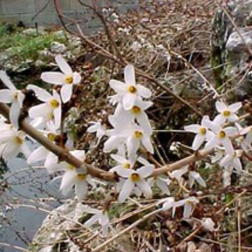 白花花灌木 - ABDISTIC - BOWECO VOF