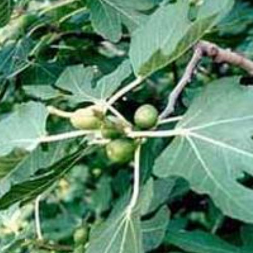 无花果树 - FICUS CARICA - BOWECO VOF