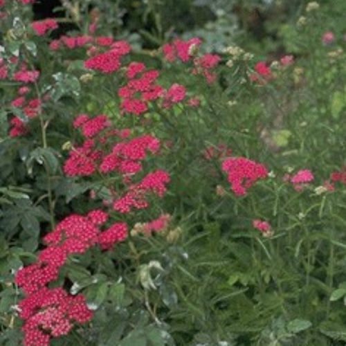 多年生花卉植物 - CERISE QUEEN - BOWECO VOF - 红色 / 粉色 / 用于花园