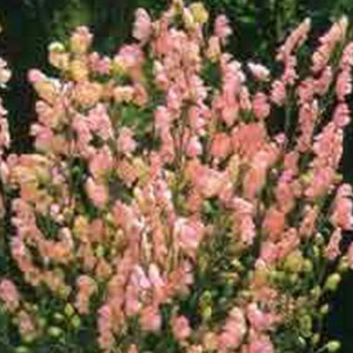 多年生花卉植物 - RUBELLUM - BOWECO VOF - 粉色 / 用于花园