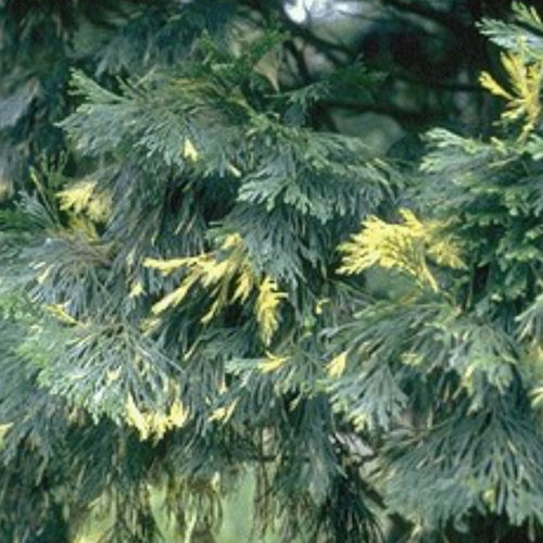 松类阔叶树 - AUREOVARIEGATA - BOWECO VOF