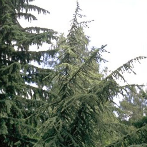 松类阔叶树 - ATLANTICA AUREA - BOWECO VOF