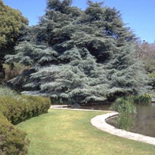 松类阔叶树 - GLAUCA - BOWECO VOF