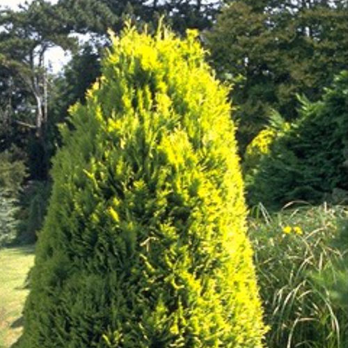 松类阔叶树 - ELLWOOD'S GOLD - BOWECO VOF