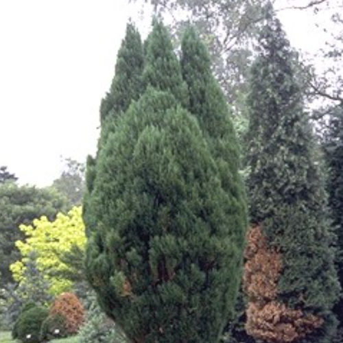 松类阔叶树 - ERECTA VIRIDIS - BOWECO VOF
