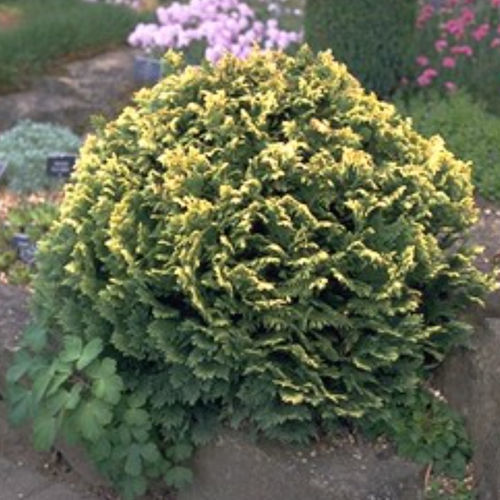 松类阔叶树 - PYGMAEA ARGENTA - BOWECO VOF