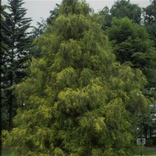 松类阔叶树 - FILIFERA AUREA - BOWECO VOF