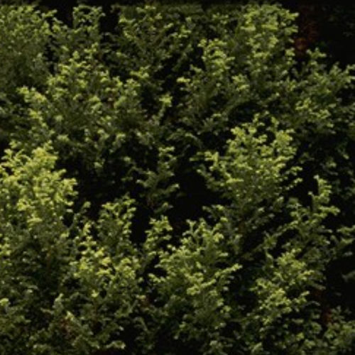 松类阔叶树 - PLUMOSA AUREA - BOWECO VOF