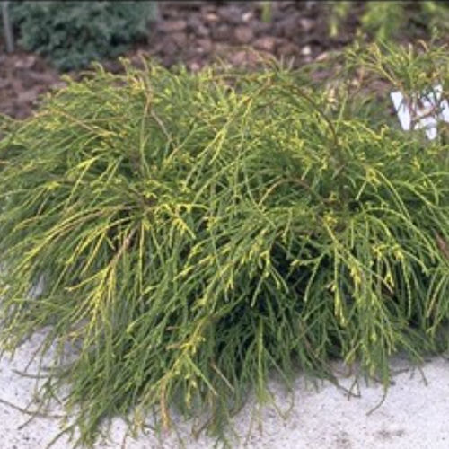 灌木 - SUNGOLD - BOWECO VOF