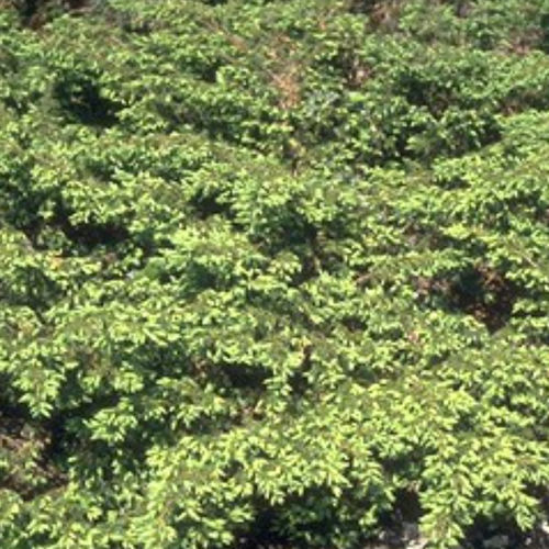 灌木 - DEPRESSA AUREA - BOWECO VOF