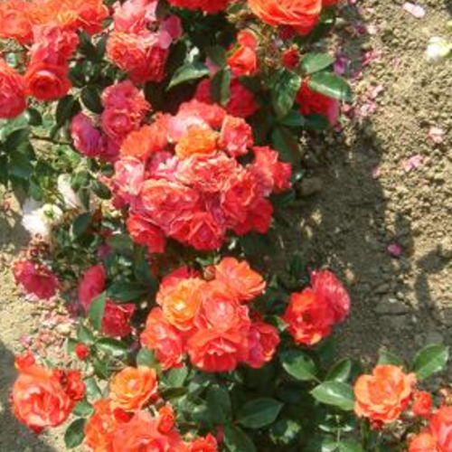 橙花花灌木 - PRINSES MATHILDE - BOWECO VOF