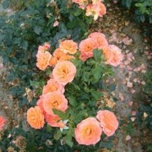 橙花花灌木 - BETTY HARKNESS® - BOWECO VOF