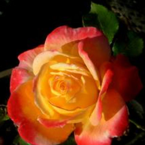 红花花灌木 - CHARLES EYCK - BOWECO VOF - 黄花