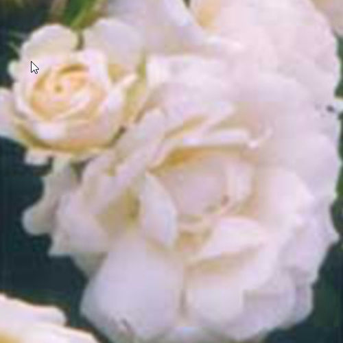 白花花灌木 - PRINCESS OF WALES® - BOWECO VOF
