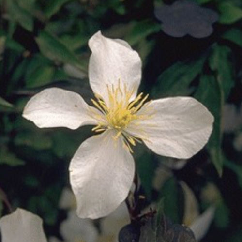 白色花卉植物 - GRANDIFLORA - BOWECO VOF - 攀缘