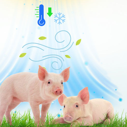 动物饲料补充剂 - Pigcool™ - VitaTrace Nutrition Ltd - 猪 / 维生素C / 维生素E