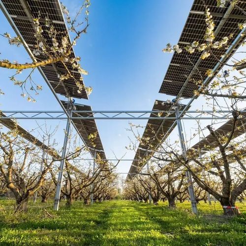 果园农光互补结构 - Sun'Agri - 树木栽培