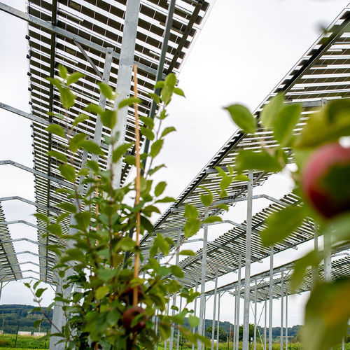 畜牧养殖农光互补结构 - ZIM Agri 1 V - Zimmermann PV Agri - 农作物