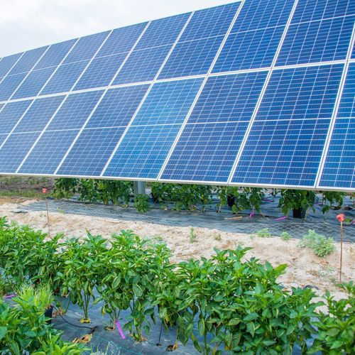 畜牧养殖农光互补结构 - AgriSun  - SOLTEC - 农作物