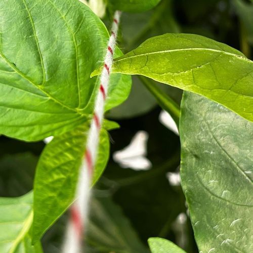 植物支撑农用线绳 - NaturLeitSchnur&reg; - Naturnetz GmbH - 园艺 / 温室