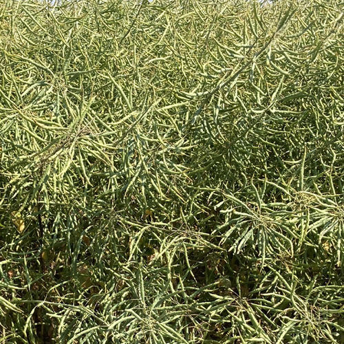 半早熟油菜种子 - BRV722 - Brevant - 冬季 / 抗菌核病 / 抗茎点霉