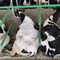 宽度可变牛舍隔栏Flex StallCow-Welfare
